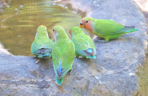 World of Birds Wildlife Sanctuary.